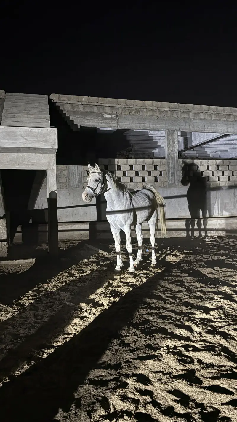 Arabian horse son of dalman — photo 4