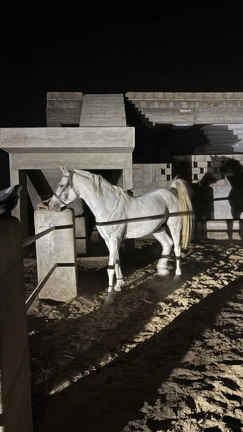 Arabian horse son of dalman — photo 5