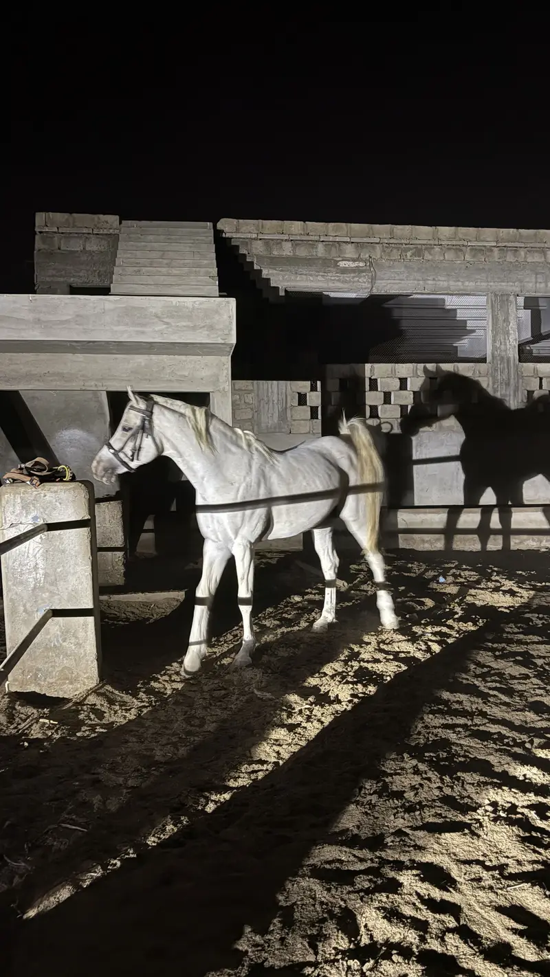 Arabian horse son of dalman — photo 6