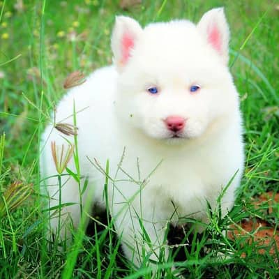husky puppy/puppies/dog