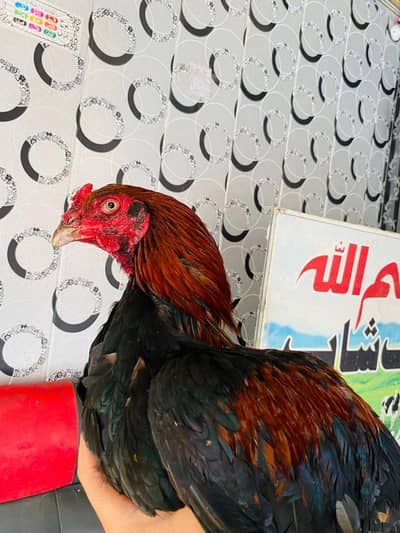 aseel lakha for sale