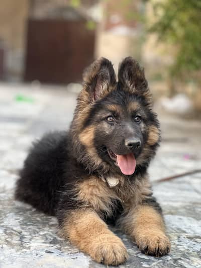 Top Quality puppy Shepherd