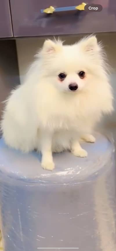 Pomeranian