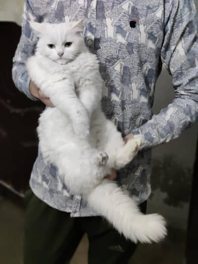 Pure Pesian dubble coated cat