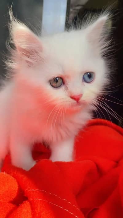 persian kitten odd eyes