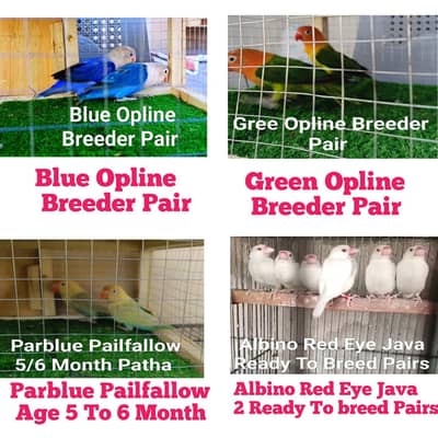 Lovebirds & Java  Pairs Available