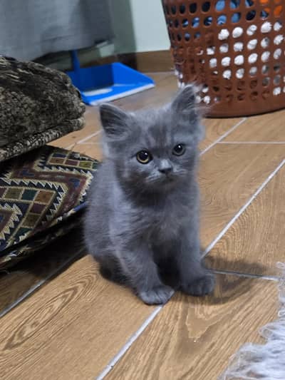 British Shorthair Kitten Female