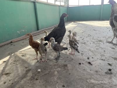 aseel Murgha Murghi ( Murgha mia wali nasal ka hai)