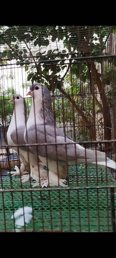 Lavender German sherazi