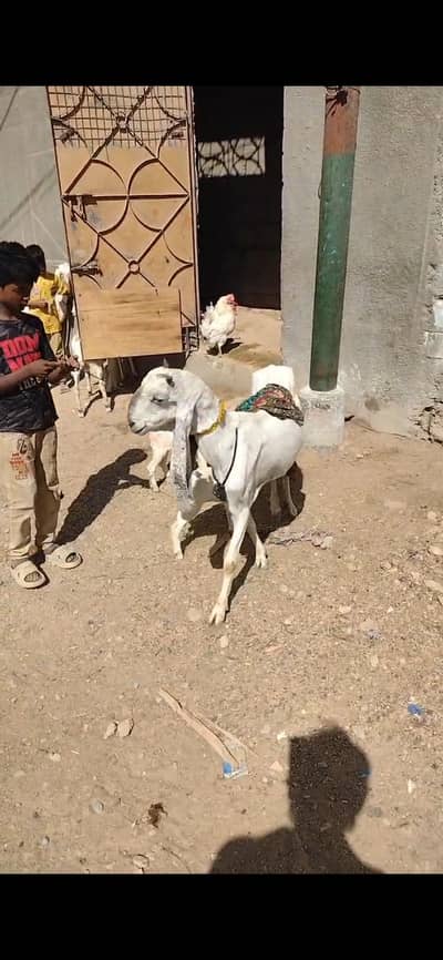 dodh wali bakri