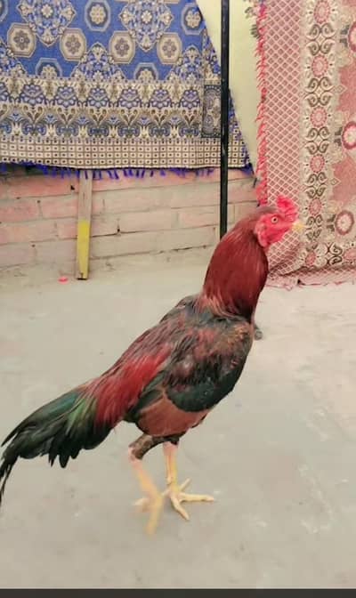 urgent for sale aseel lakha murga