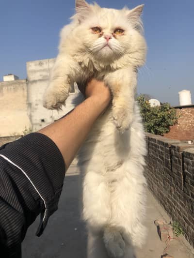 Persian cat triple coat ready for breeding