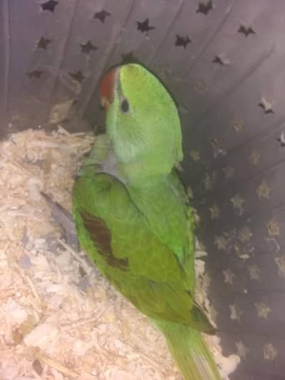 karshmiri parrot male chik near to self home breed