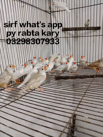 snow white zebra finches hand tame