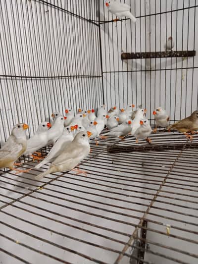 snow White zebra finches