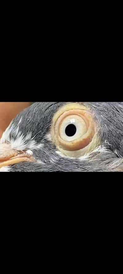 teddy pigeon available