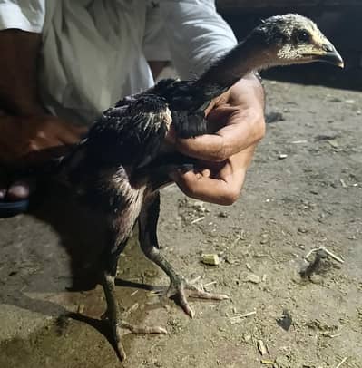 pure panus pakoy and drummer chicks