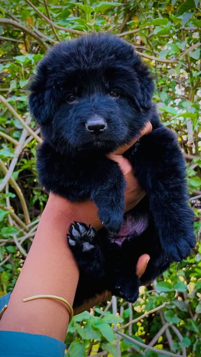 German Shepard female for sale