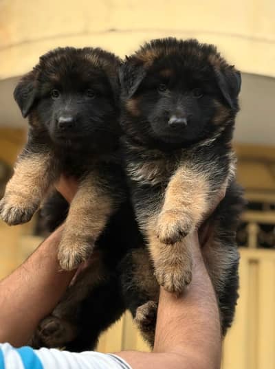 pink ped female pups