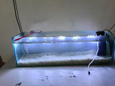 Aquarium (10mm glass) with filter (RS -202) and with free white rocks.