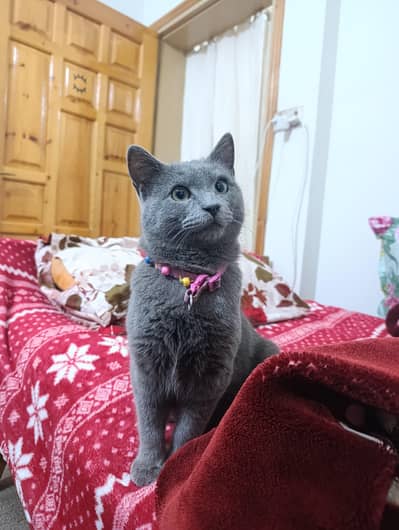 Russian Blue Cat