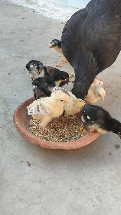 Aseel Chicks 1 month Old Home breed