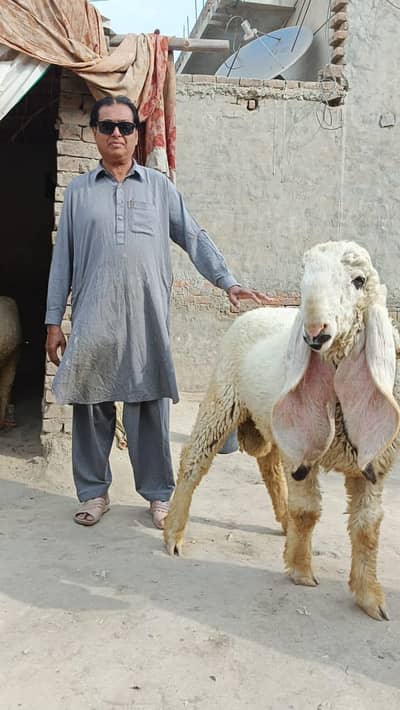 Kajla Breeder Male | 135 kg weight | Age 11 month