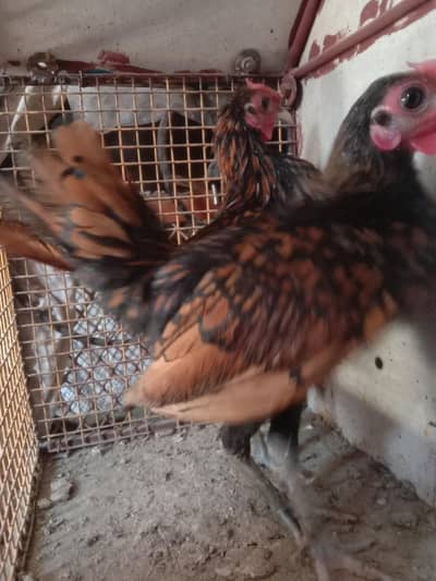 golden sebright 2 male