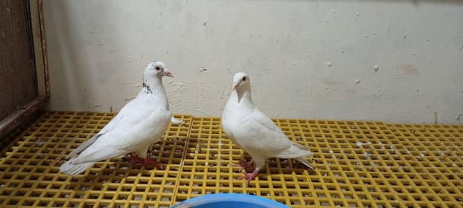 white healthy pigeon  pair for sale