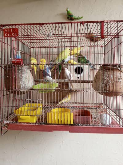 26 Pet Birds (13 Pairs) with cage
