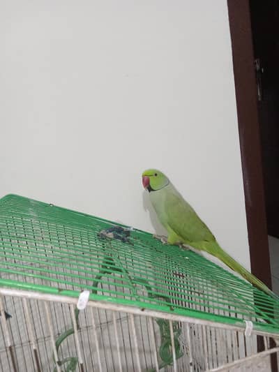 green talk parrot