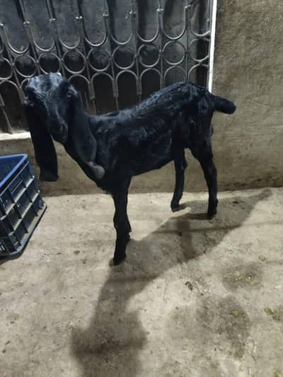 i beetal bakri pure  path 3 months healthy and active