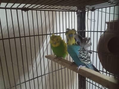 Hogoromo Double flower