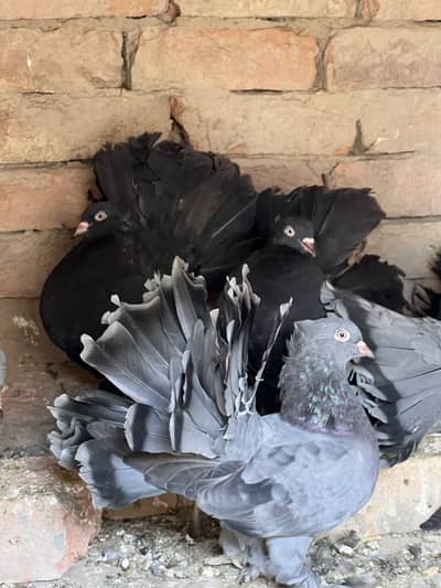 Lacky  kaboter fore sale high quality main ha  or aseel morgy