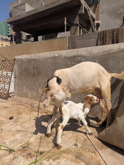TEDDY BKRI WITH FEMALE KID