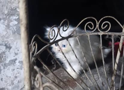 Persian Coloured eyes cats for sale