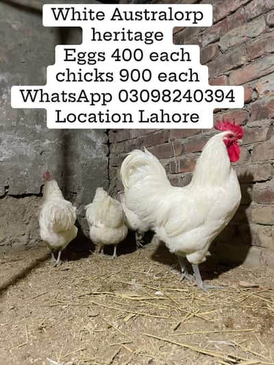 white Australop heritage eggs/chicks