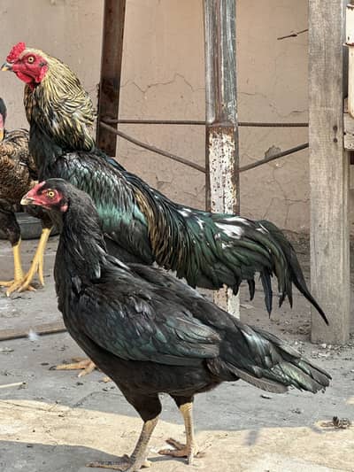 Aseel setup for sale