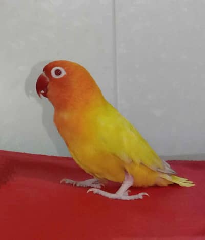 yellow parsnata love birds