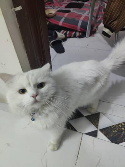 white male and blakish female with liter box and cage