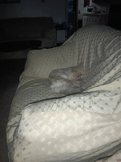 punch face triple coat for exchange