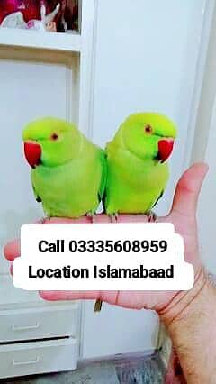 Single 7500 Hand Tamed Friendly Green Ring Neck Parrots Male/Female