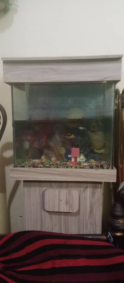 Aquarium Fish for sale