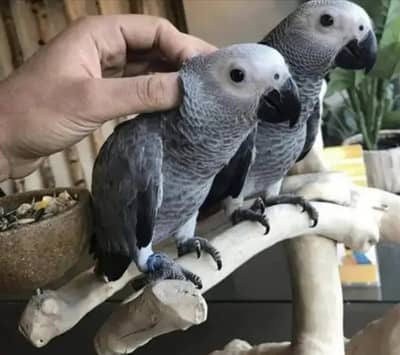 African grey parrot for sale urgent 03227586498