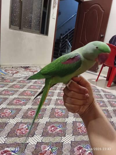 Hand tam raw parrot