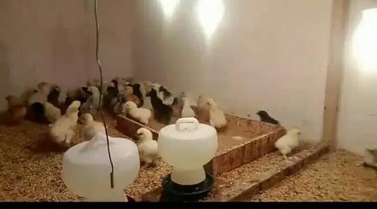 buff/polish/silky/shamo/bantam/turkey/serama/rosecomb/Heera