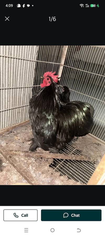 black Bantam tro For sell
