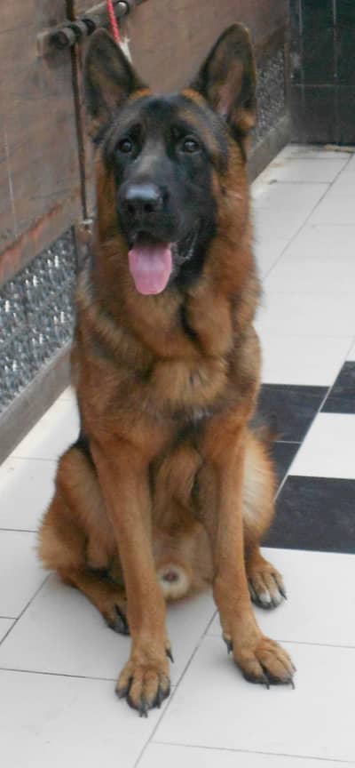 Top Notch German Shepherd Puppies