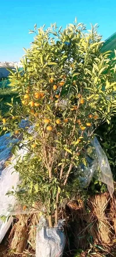 all types of plants are Available