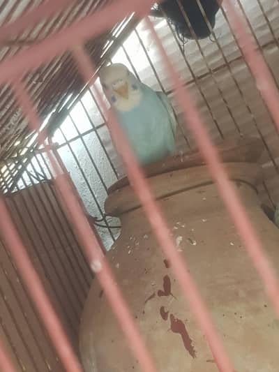 pair bi h ok briding krta wa